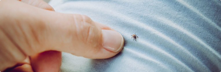 Ask the Expert: Tick Removal and Bite Treatment